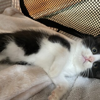 ハチワレちゃん