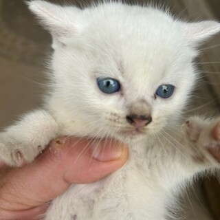 宮城県北部より猫の里親を募集