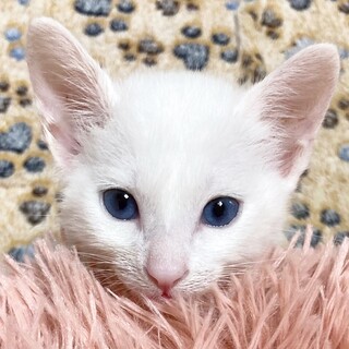 白い毛玉ちゃん！ちょいモフ男子1ヶ月半