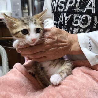 元気で人懐こいキジ白子猫　かい君