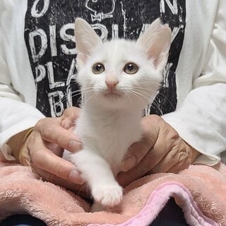 まだまだ小さな白猫　るかちゃん