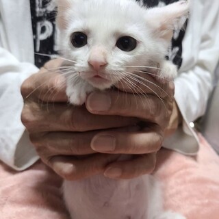 お話し中　兄妹でいちばん小さい白猫　あやちゃん