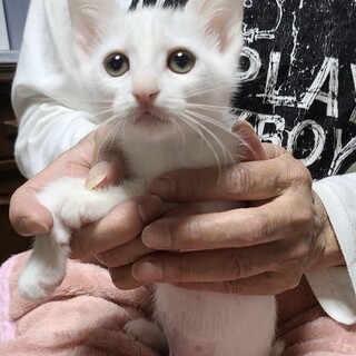 頭に線が2本　可愛い白猫　はるちゃん