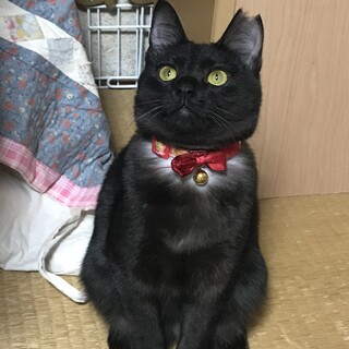 おとなしめの可愛い黒猫女子