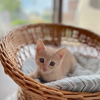 ジャパニーズボブテイルの男の子