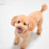 人が大好きな元気っ子！トイプの男の子 サムネイル3