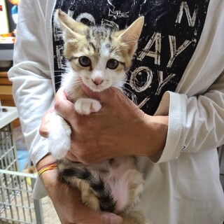 元気で人懐こいキジ白子猫　くう君