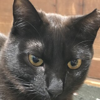 ビビりだけど甘えん坊の黒猫女子