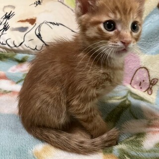 6/4荒川区譲渡会　ピー君