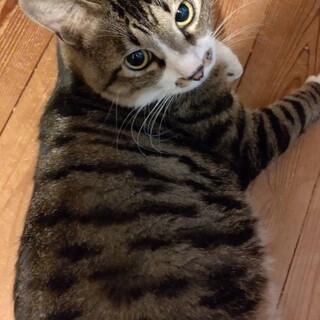 6/4荒川区譲渡会　むう太郎君