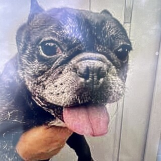 フレンチの女の子