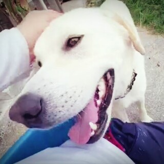 22キロ 大型犬 吠えない男の子