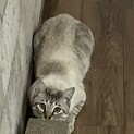 オス猫ちゃん里親募集