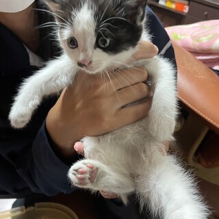 白黒の穏やかな女の子です！