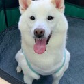 笑顔の可愛い癒し系 白柴ケニーちゃん♂