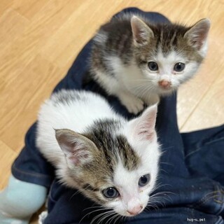 ペアで！甘えん坊　マツくん&トミコちゃん