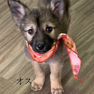 ミルク飲み仔犬ちゃん①