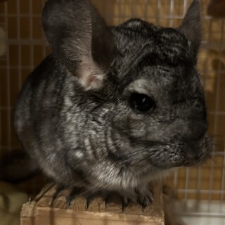 チンチラ（男の子と女の子）2匹の里親を探しています