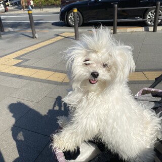 おとなしいマルチーズちゃん