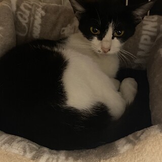 人慣れしている美人な猫です。