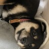 ズヤっちょ