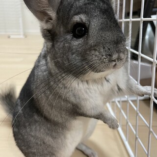 チンチラ（グレー）元気な女の子です！