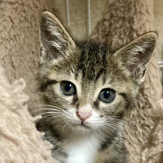 ワテら陽気な3兄弟！パルちゃん2ヶ月半