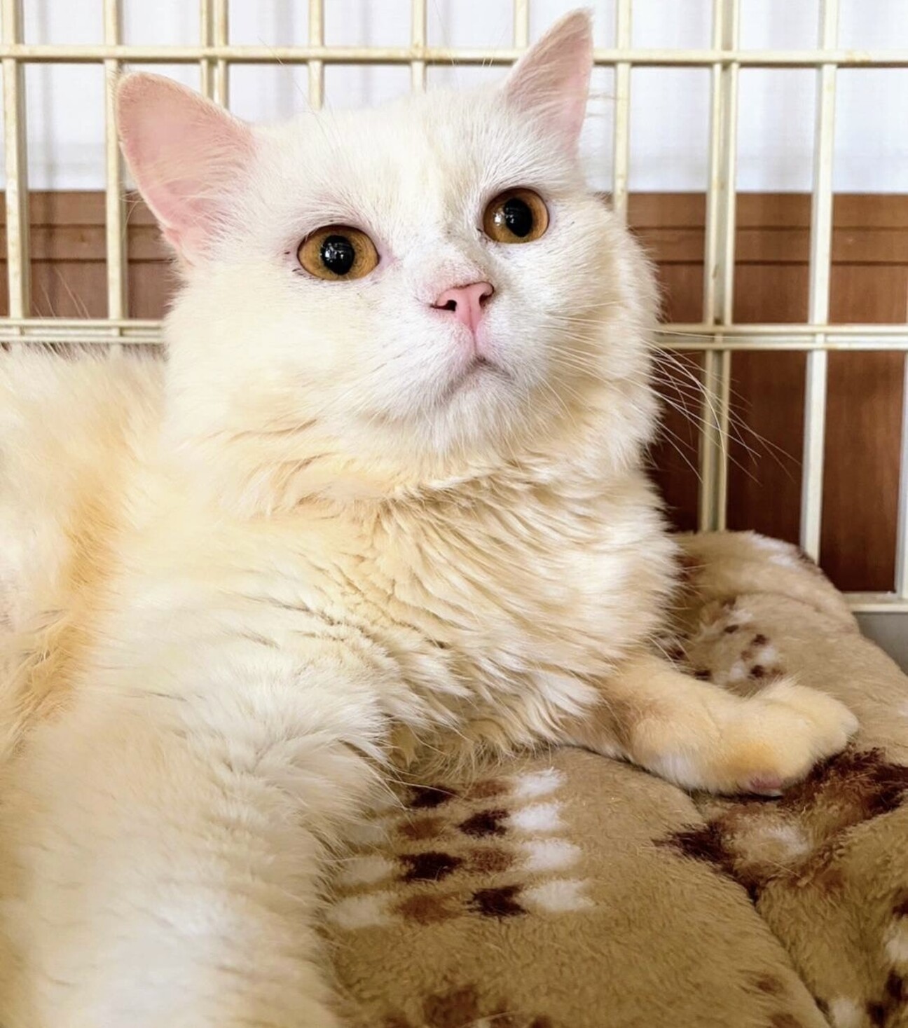 ひふみん】おかげさまで」神奈川県 - 猫の里親募集(456363