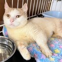 【よみこ】おかげさまで里親様が決まりました。