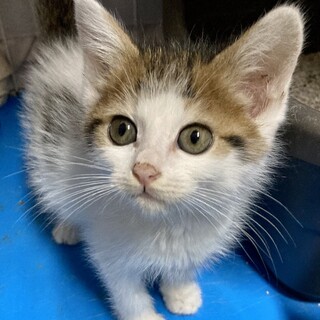 ワテら陽気な3兄弟！八重ちゃん2ヶ月半