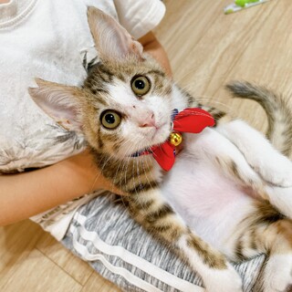 早期不妊手術済み 生後3ヶ月弱　2/3