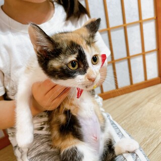 早期不妊手術済み 生後3ヶ月弱　3/3