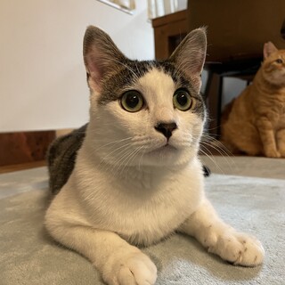 猫時々ワンコの男の子