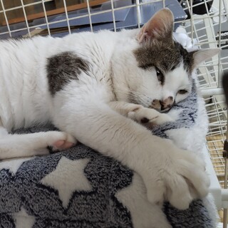 人馴れ上等な野良猫さんです。