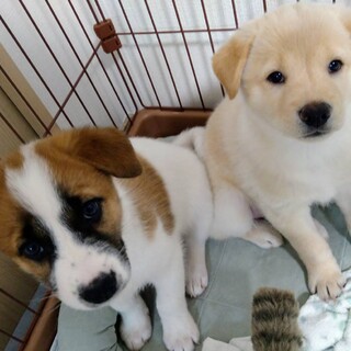 生後2ヶ月♂ぶんぶん&せとか