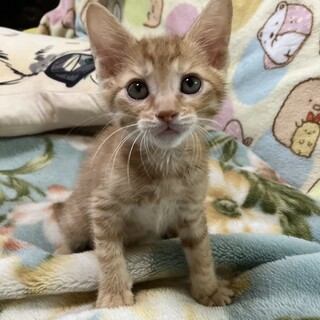 6/4荒川区譲渡会　ナッツ君