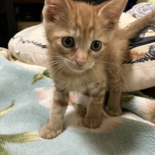 6/4荒川区譲渡会　琥太郎君