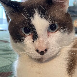 ビビリだけど甘えん坊。ブルーアイが綺麗なラキくん