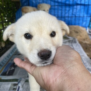 保護犬を迎えませんか？♀