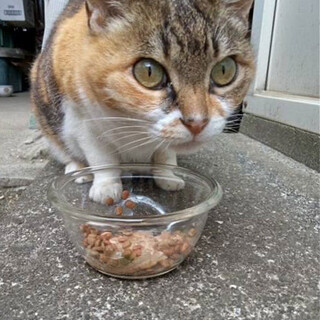 おじいちゃんが施設に行ってしまった三毛ちゃん