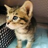 甘えん坊のキジトラ子猫★クッキーくん サムネイル2