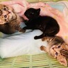 甘えん坊のキジトラ子猫★クッキーくん サムネイル3
