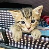 甘えん坊のキジトラ子猫★クッキーくん サムネイル4