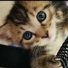 甘えん坊のキジトラ子猫★クッキーくん サムネイル5