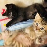 甘えん坊のキジトラ子猫★クッキーくん サムネイル6
