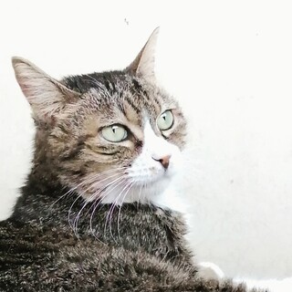 すりすりごろんなおばあにゃん