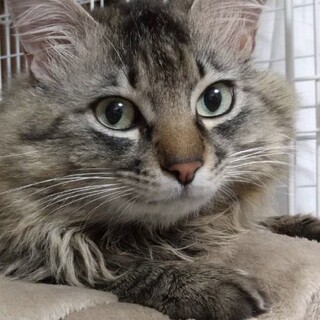 ラガマフィン？激甘えん坊のゴエモン