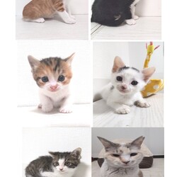 とだニャン保護猫里親会 サムネイル2