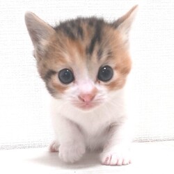 とだニャン保護猫里親会 サムネイル3