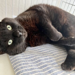 でっか猫ほっぺぺ